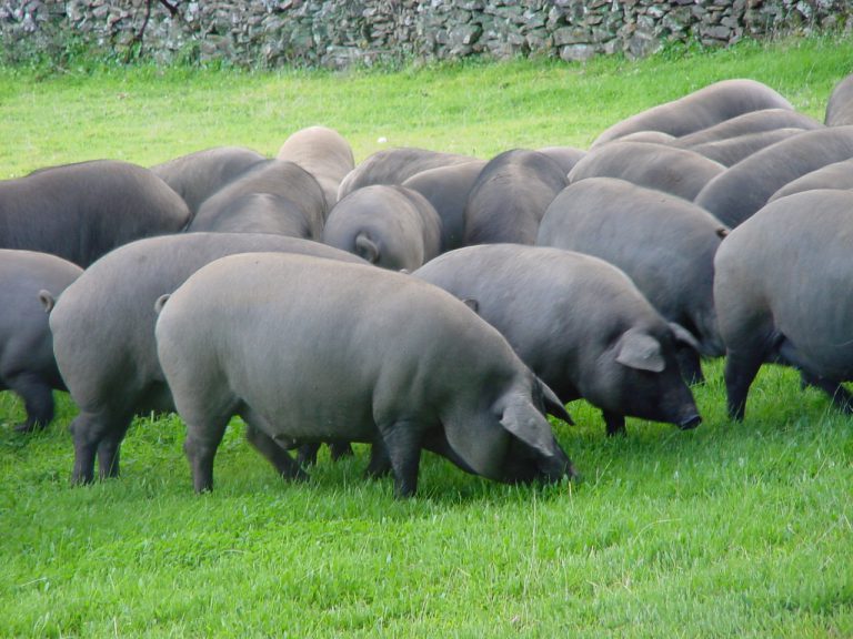 History of the Iberian Pig