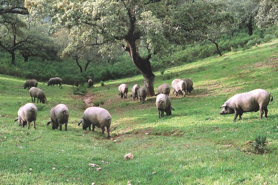 Exploring the Rich History of the Iberian Pig | A Culinary Icon 3 cerdo dehesa
