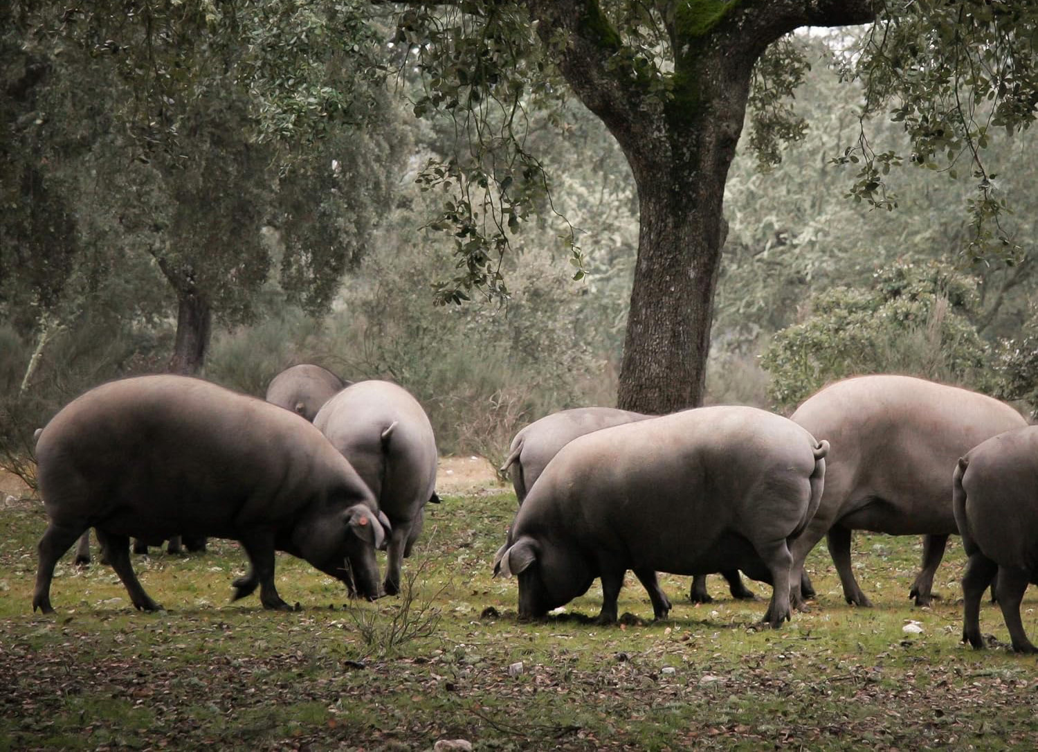 100% Iberisch Bellota varken op de dehesa